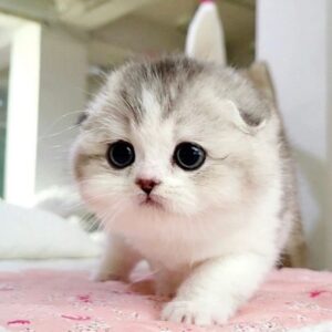 munchkin kitten for sale